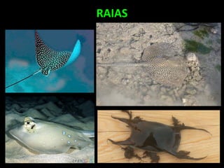RAIAS
 