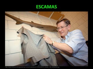 ESCAMAS
http://news.harvard.edu/gazette/wp-content/uploads/2012/02/020312_Shark_196_605MAIN.jpg
 