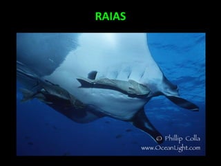 RAIAS
 