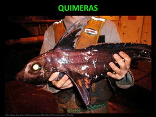 QUIMERAS
http://www.tcnj.edu/~hofmann/humor/Misc/WeirdFish/chimaera_fish.jpg
 