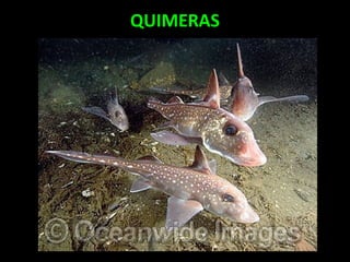 QUIMERAS
 