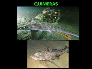 QUIMERAS
 