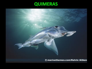 QUIMERAS
 