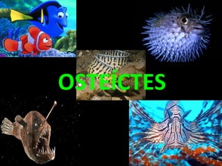 OSTEÍCTES
 