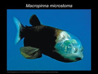 http://lablogatorios.com.br/brontossauros/files/2009/02/macropinna_microstoma2.jpg
Macropinna microstoma
 