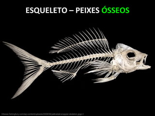 ESQUELETO – PEIXES ÓSSEOS
httwww.fishingfury.com/wp-content/uploads/2008/06/yellowtail-snapper-skeleton.jpgp://
 