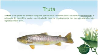 Truta
A truta é um peixe de formato alongado, pertencente à mesma família do salmão (Salmonidae). É
originária do hemisfério norte, sua introdução ocorreu principalmente nos rios dos planaltos das
regiões Sudeste e Sul.
 