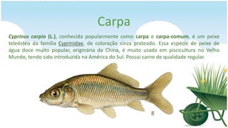Carpa
Cyprinus carpio (L.), conhecida popularmente como carpa e carpa-comum, é um peixe
teleósteo da família Cyprinidae, de coloração cinza prateado. Essa espécie de peixe de
água doce muito popular, originária da China, é muito usada em piscicultura no Velho
Mundo, tendo sido introduzida na América do Sul. Possui carne de qualidade regular.
 