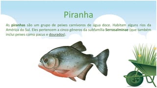 Piranha
As piranhas são um grupo de peixes carnívoros de água doce. Habitam alguns rios da
América do Sul. Eles pertencem a cinco gêneros da subfamília Serrasalminae (que também
inclui peixes como pacus e dourados).
 