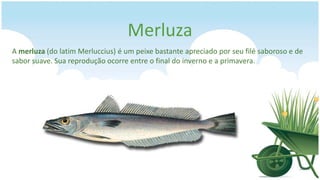 Merluza
A merluza (do latim Merluccius) é um peixe bastante apreciado por seu filé saboroso e de
sabor suave. Sua reprodução ocorre entre o final do inverno e a primavera.
 