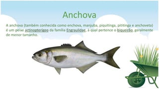 Anchova
A anchova (também conhecida como enchova, manjuba, piquitinga, pititinga e anchoveta)
é um peixe actinopterígeo da família Engraulidae, à qual pertence o biqueirão, geralmente
de menor tamanho.
 