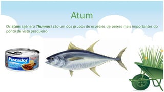 Atum
Os atuns (género Thunnus) são um dos grupos de espécies de peixes mais importantes do
ponto de vista pesqueiro.
 