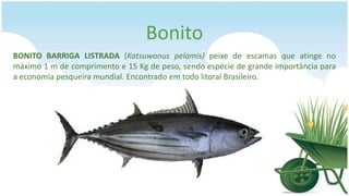 Bonito
BONITO BARRIGA LISTRADA (Katsuwonus pelamis) peixe de escamas que atinge no
máximo 1 m de comprimento e 15 Kg de peso, sendo espécie de grande importância para
a economia pesqueira mundial. Encontrado em todo litoral Brasileiro.
 