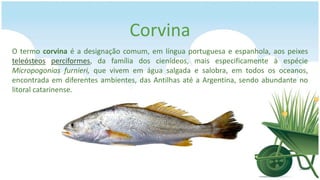 Corvina
O termo corvina é a designação comum, em língua portuguesa e espanhola, aos peixes
teleósteos perciformes, da família dos cienídeos, mais especificamente à espécie
Micropogonias furnieri, que vivem em água salgada e salobra, em todos os oceanos,
encontrada em diferentes ambientes, das Antilhas até a Argentina, sendo abundante no
litoral catarinense.
 