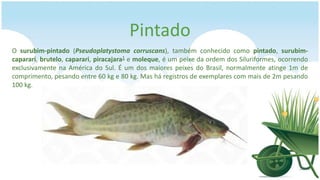 Pintado
O surubim-pintado (Pseudoplatystoma corruscans), também conhecido como pintado, surubim-
caparari, brutelo, caparari, piracajara1 e moleque, é um peixe da ordem dos Siluriformes, ocorrendo
exclusivamente na América do Sul. É um dos maiores peixes do Brasil, normalmente atinge 1m de
comprimento, pesando entre 60 kg e 80 kg. Mas há registros de exemplares com mais de 2m pesando
100 kg.
 