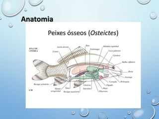 Anatomia 
 