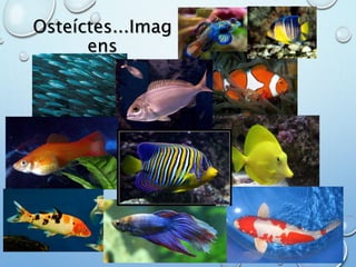 Osteíctes...Imag 
ens 
 