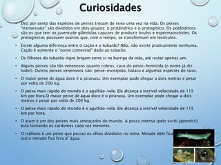 Curiosidades 
• Dez por cento das espécies de peixes trocam de sexo uma vez na vida. Os peixes 
“transexuais” são divididos em dois grupos: o protândrico e o protogínico. Os potândricos 
são os que tem na juventude glândulas capazes de produzir óvulos e espermatozóides. Os 
protogínicos possuem ovários que, com o tempo, se transformam em testículos. 
• Existe alguma diferença entre o cação e o tubarão? Não, não existe praticamente nenhuma. 
Cação é somente o “nome comercial” dado ao tubarão. 
• Os filhotes do tubarão-tigre brigam entre si na barriga da mãe, até restar apenas um. 
• Alguns peixes são tão venenosos quanto cobras, caso do peixe-homicida (o nome já diz 
tudo!). Outros peixes venenosos são: peixe-escorpião, baiacu e algumas espécies de raias. 
• O maior peixe de água doce é o pirarucu. Um exemplar pode chegar a dois metros e pesar 
por volta de 200 kg. 
• O peixe mais rápido do mundo é o agulhão-vela. Ele alcança a incrível velocidade de 115 
km por hora.O maior peixe de água doce é o pirarucu. Um exemplar pode chegar a dois 
metros e pesar por volta de 200 kg. 
• O peixe mais rápido do mundo é o agulhão-vela. Ele alcança a incrível velocidade de 115 
km por hora. 
• O atum é um dos peixes mais ameaçados do mundo. A pesca intensa (pelo sushi japonês!!) 
está tornando os cardumes cada vez menores. 
• O tralhoto é um peixe que possui os olhos divididos no meio. Metade dele fica dentro e a 
outra metade fica fora d´água. 
 