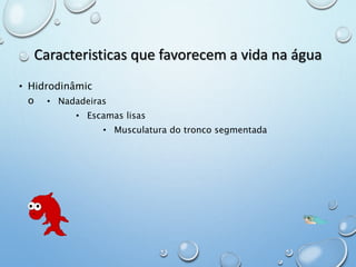 Caracteristicas que favorecem a vida na água 
• Hidrodinâmic 
o • Nadadeiras 
• Escamas lisas 
• Musculatura do tronco segmentada 
 