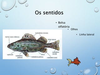 Os sentidos 
• Bolsa 
olfatória 
• Olhos 
• Linha lateral 
 