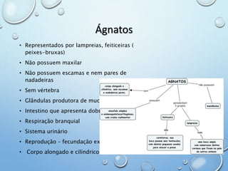 Ágnatos 
• Representados por lampreias, feiticeiras ( 
peixes-bruxas) 
• Não possuem maxilar 
• Não possuem escamas e nem pares de 
nadadeiras 
• Sem vértebra 
• Glândulas produtora de muco 
• Intestino que apresenta dobras 
• Respiração branquial 
• Sistema urinário 
• Reprodução – fecundação externa 
• Corpo alongado e cilíndrico 
 