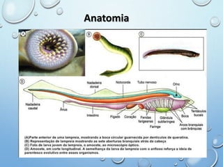 Anatomia 
 