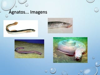 Ágnatos... Imagens 
 