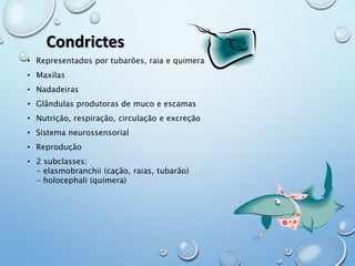 Condrictes 
• Representados por tubarões, raia e quimera 
• Maxilas 
• Nadadeiras 
• Glândulas produtoras de muco e escamas 
• Nutrição, respiração, circulação e excreção 
• Sistema neurossensorial 
• Reprodução 
• 2 subclasses: 
- elasmobranchii (cação, raias, tubarão) 
- holocephali (quimera) 
 