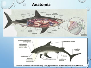 Anatomia 
 