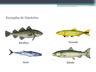 Exemplos de Osteícties
Bacalhau Dourado
Atum Salmão
 