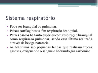 Sistema respiratório
• Pode ser branquial ou pulmonar.
• Peixes cartilaginosos têm respiração branquial.
• Peixes ósseos há tanto espécies com respiração branquial
como respiração pulmonar, sendo essa última realizada
através da bexiga natatória.
• As brânquias são pequenas fendas que realizam trocas
gasosas, oxigenando o sangue e liberando gás carbônico.
 