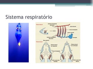 Sistema respiratório
 