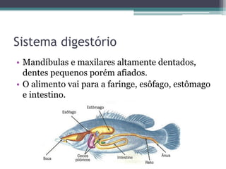 Sistema digestório
• Mandíbulas e maxilares altamente dentados,
dentes pequenos porém afiados.
• O alimento vai para a faringe, esôfago, estômago
e intestino.
 