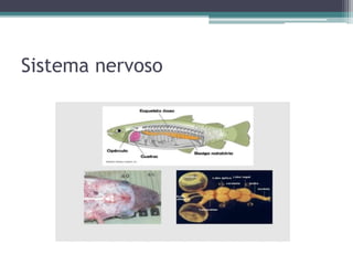 Sistema nervoso
 
