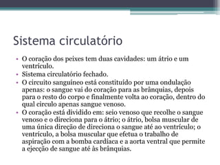 Sistema circulatório
• O coração dos peixes tem duas cavidades: um átrio e um
ventrículo.
• Sistema circulatório fechado.
• O circuito sanguíneo está constituído por uma ondulação
apenas: o sangue vai do coração para as brânquias, depois
para o resto do corpo e finalmente volta ao coração, dentro do
qual circulo apenas sangue venoso.
• O coração está dividido em: seio venoso que recolhe o sangue
venoso e o direciona para o átrio; o átrio, bolsa muscular de
uma única direção de direciona o sangue até ao ventrículo; o
ventrículo, a bolsa muscular que efetua o trabalho de
aspiração com a bomba cardíaca e a aorta ventral que permite
a ejecção de sangue até às brânquias.
 