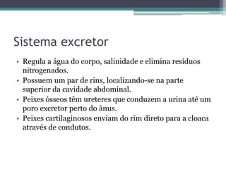 Sistema excretor
• Regula a água do corpo, salinidade e elimina resíduos
nitrogenados.
• Possuem um par de rins, localizando-se na parte
superior da cavidade abdominal.
• Peixes ósseos têm ureteres que conduzem a urina até um
poro excretor perto do ânus.
• Peixes cartilaginosos enviam do rim direto para a cloaca
através de condutos.
 