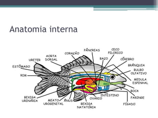 Anatomia interna
 