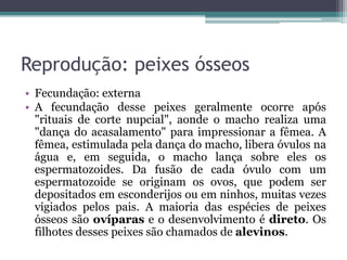 Reprodução: peixes ósseos
• Fecundação: externa
• A fecundação desse peixes geralmente ocorre após
"rituais de corte nupcial", aonde o macho realiza uma
"dança do acasalamento" para impressionar a fêmea. A
fêmea, estimulada pela dança do macho, libera óvulos na
água e, em seguida, o macho lança sobre eles os
espermatozoides. Da fusão de cada óvulo com um
espermatozoide se originam os ovos, que podem ser
depositados em esconderijos ou em ninhos, muitas vezes
vigiados pelos pais. A maioria das espécies de peixes
ósseos são ovíparas e o desenvolvimento é direto. Os
filhotes desses peixes são chamados de alevinos.
 