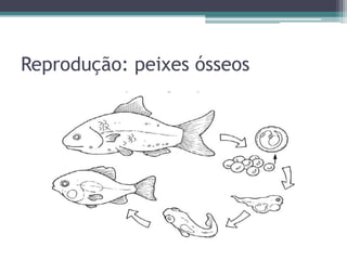 Reprodução: peixes ósseos
 