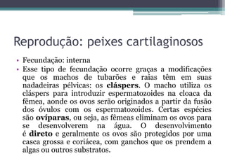 Reprodução: peixes cartilaginosos
• Fecundação: interna
• Esse tipo de fecundação ocorre graças a modificações
que os machos de tubarões e raias têm em suas
nadadeiras pélvicas: os cláspers. O macho utiliza os
cláspers para introduzir espermatozoides na cloaca da
fêmea, aonde os ovos serão originados a partir da fusão
dos óvulos com os espermatozoides. Certas espécies
são ovíparas, ou seja, as fêmeas eliminam os ovos para
se desenvolverem na água. O desenvolvimento
é direto e geralmente os ovos são protegidos por uma
casca grossa e coriácea, com ganchos que os prendem a
algas ou outros substratos.
 