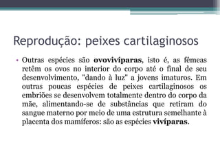 Reprodução: peixes cartilaginosos
• Outras espécies são ovovivíparas, isto é, as fêmeas
retêm os ovos no interior do corpo até o final de seu
desenvolvimento, "dando à luz" a jovens imaturos. Em
outras poucas espécies de peixes cartilaginosos os
embriões se desenvolvem totalmente dentro do corpo da
mãe, alimentando-se de substâncias que retiram do
sangue materno por meio de uma estrutura semelhante à
placenta dos mamíferos: são as espécies vivíparas.
 