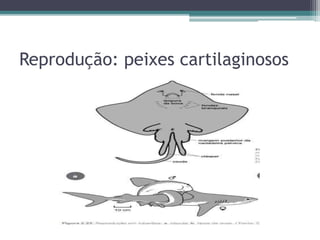 Reprodução: peixes cartilaginosos
 