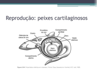 Reprodução: peixes cartilaginosos
 
