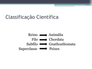 Classificação Científica
Reino Animália
Filo Chordata
Subfilo Gnathosthomata
Superclasse Peixes
 
