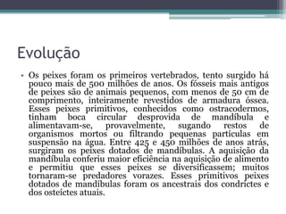 Evolução
• Os peixes foram os primeiros vertebrados, tento surgido há
pouco mais de 500 milhões de anos. Os fósseis mais antigos
de peixes são de animais pequenos, com menos de 50 cm de
comprimento, inteiramente revestidos de armadura óssea.
Esses peixes primitivos, conhecidos como ostracodermos,
tinham boca circular desprovida de mandíbula e
alimentavam-se, provavelmente, sugando restos de
organismos mortos ou filtrando pequenas partículas em
suspensão na água. Entre 425 e 450 milhões de anos atrás,
surgiram os peixes dotados de mandíbulas. A aquisição da
mandíbula conferiu maior eficiência na aquisição de alimento
e permitiu que esses peixes se diversificassem; muitos
tornaram-se predadores vorazes. Esses primitivos peixes
dotados de mandíbulas foram os ancestrais dos condrictes e
dos osteíctes atuais.
 
