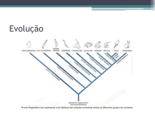 Evolução
 