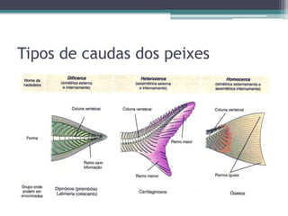 Tipos de caudas dos peixes
 