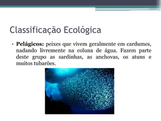 Classificação Ecológica
• Pelágicos: peixes que vivem geralmente em cardumes,
nadando livremente na coluna de água. Fazem parte
deste grupo as sardinhas, as anchovas, os atuns e
muitos tubarões.
 