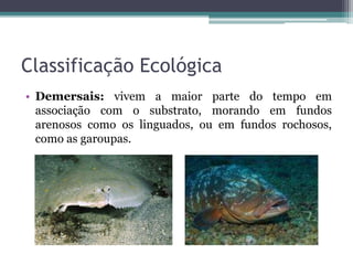 Classificação Ecológica
• Demersais: vivem a maior parte do tempo em
associação com o substrato, morando em fundos
arenosos como os linguados, ou em fundos rochosos,
como as garoupas.
 