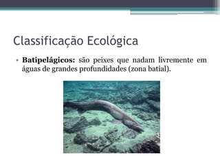 Classificação Ecológica
• Batipelágicos: são peixes que nadam livremente em
águas de grandes profundidades (zona batial).
 